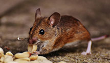 24 Hour & Emergency Exterminators in Lock Springs, MO